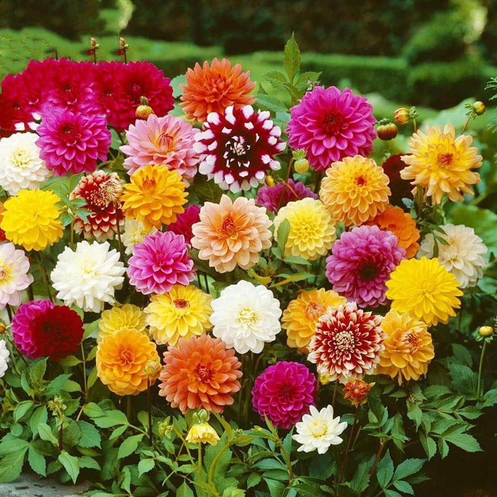 Dahlia Bulbs Mix J562