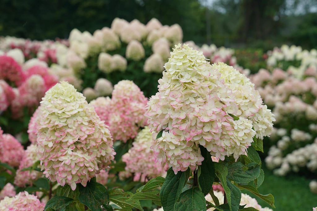 1 Gallon Green and Pink Flowers Panicle Hydrangea Live Plant L501