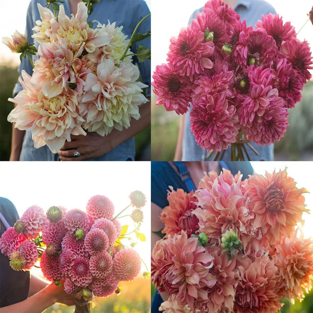 Dahlia Bulbs Mix J562