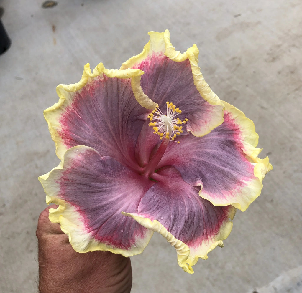 Tropical Hibiscus B337