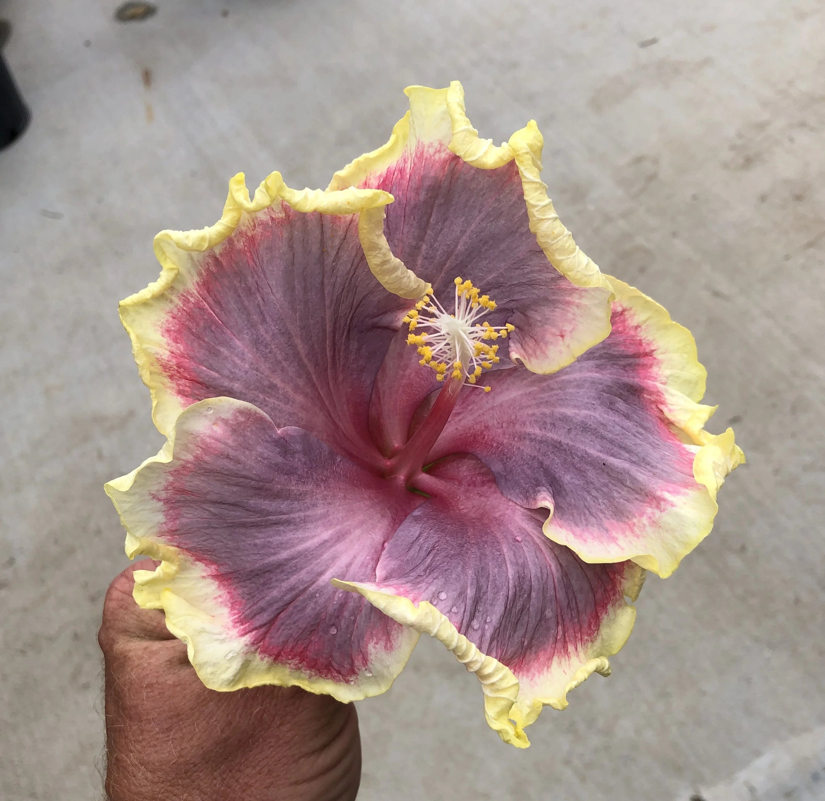 Tropical Hibiscus B337