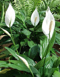 4" Pot Peace Lily Houseplant X743028