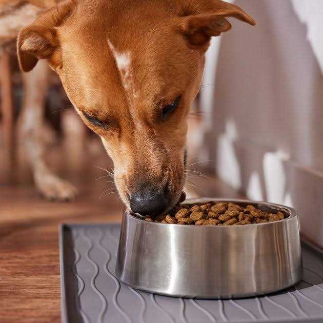 Large Breed Salmon Dry Dog Food X798