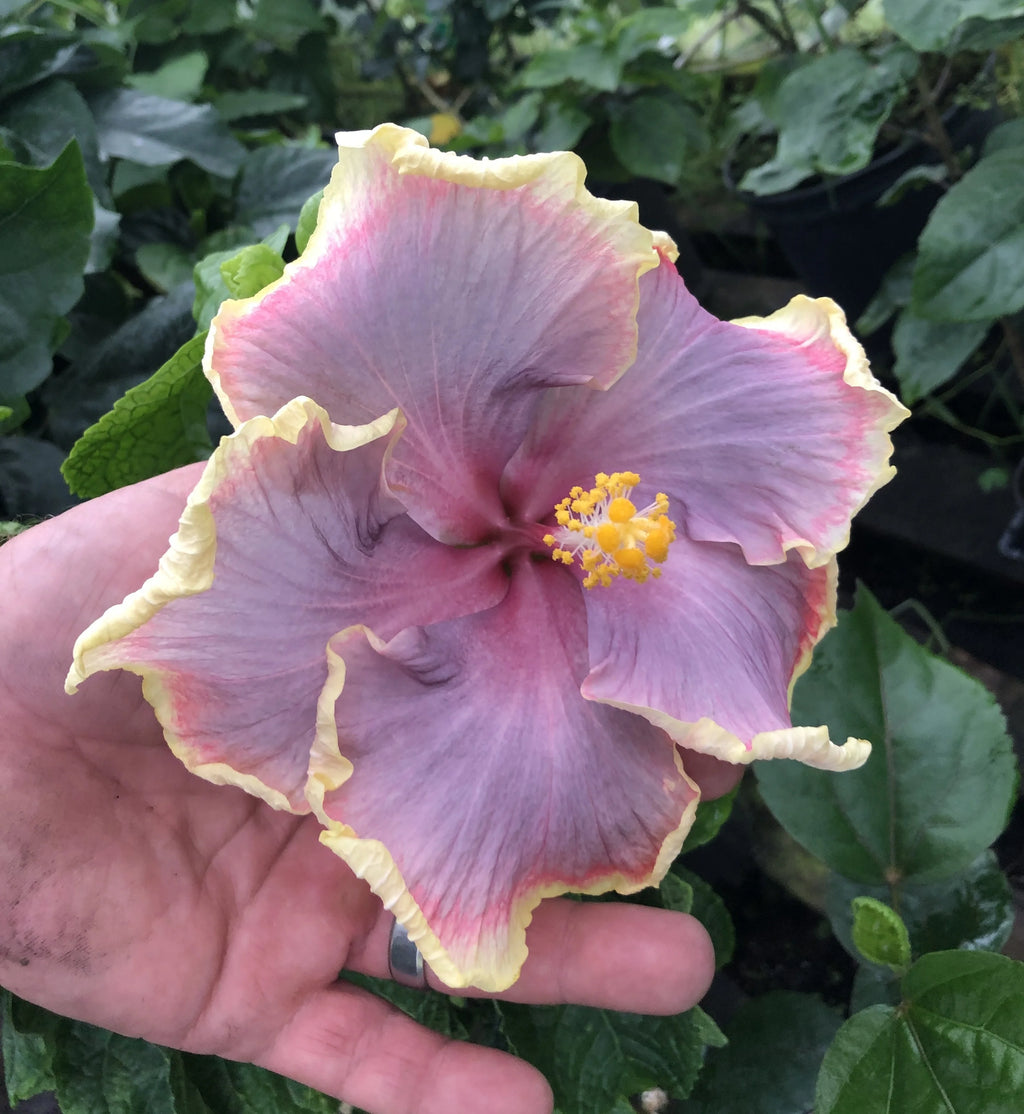 Tropical Hibiscus B337