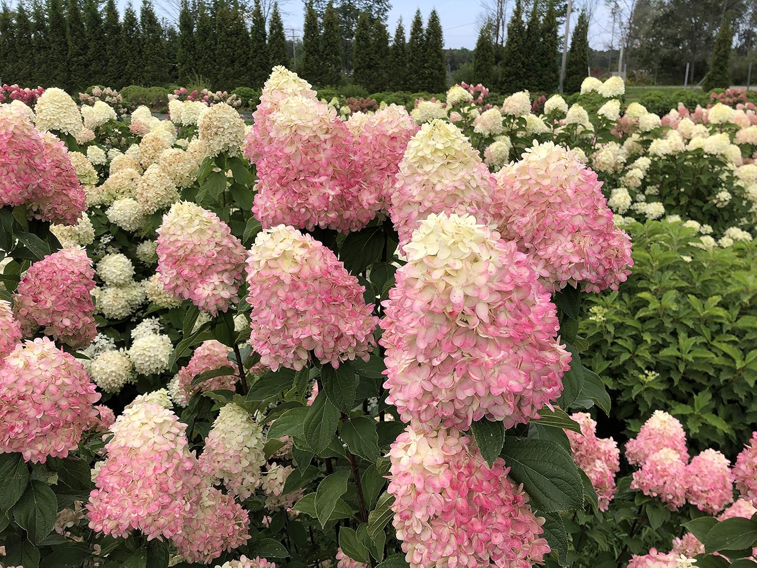 1 Gallon Green and Pink Flowers Panicle Hydrangea Live Plant L501