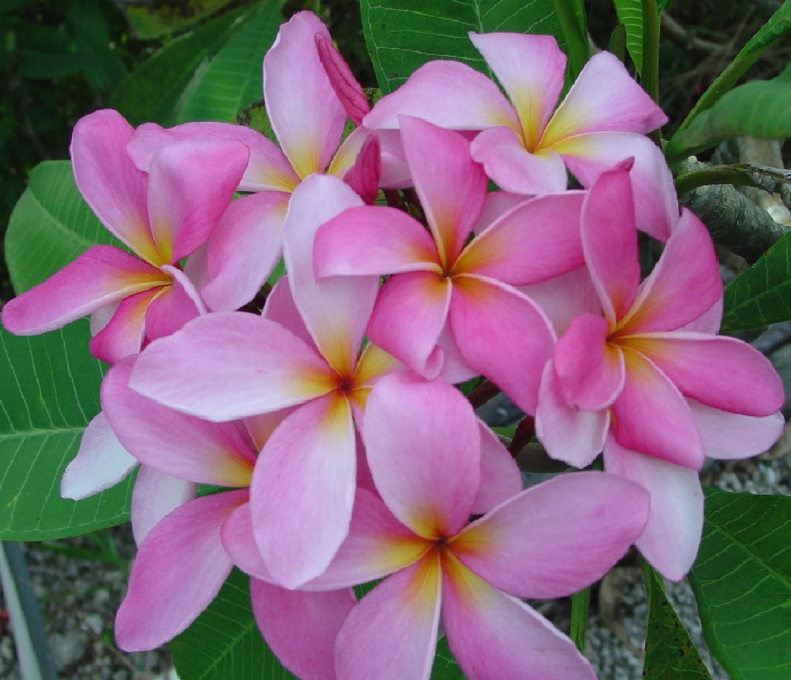 Pink Hawaiian Live Plumeria Frangipani Plant Cutting 9" - 12" Long X234458