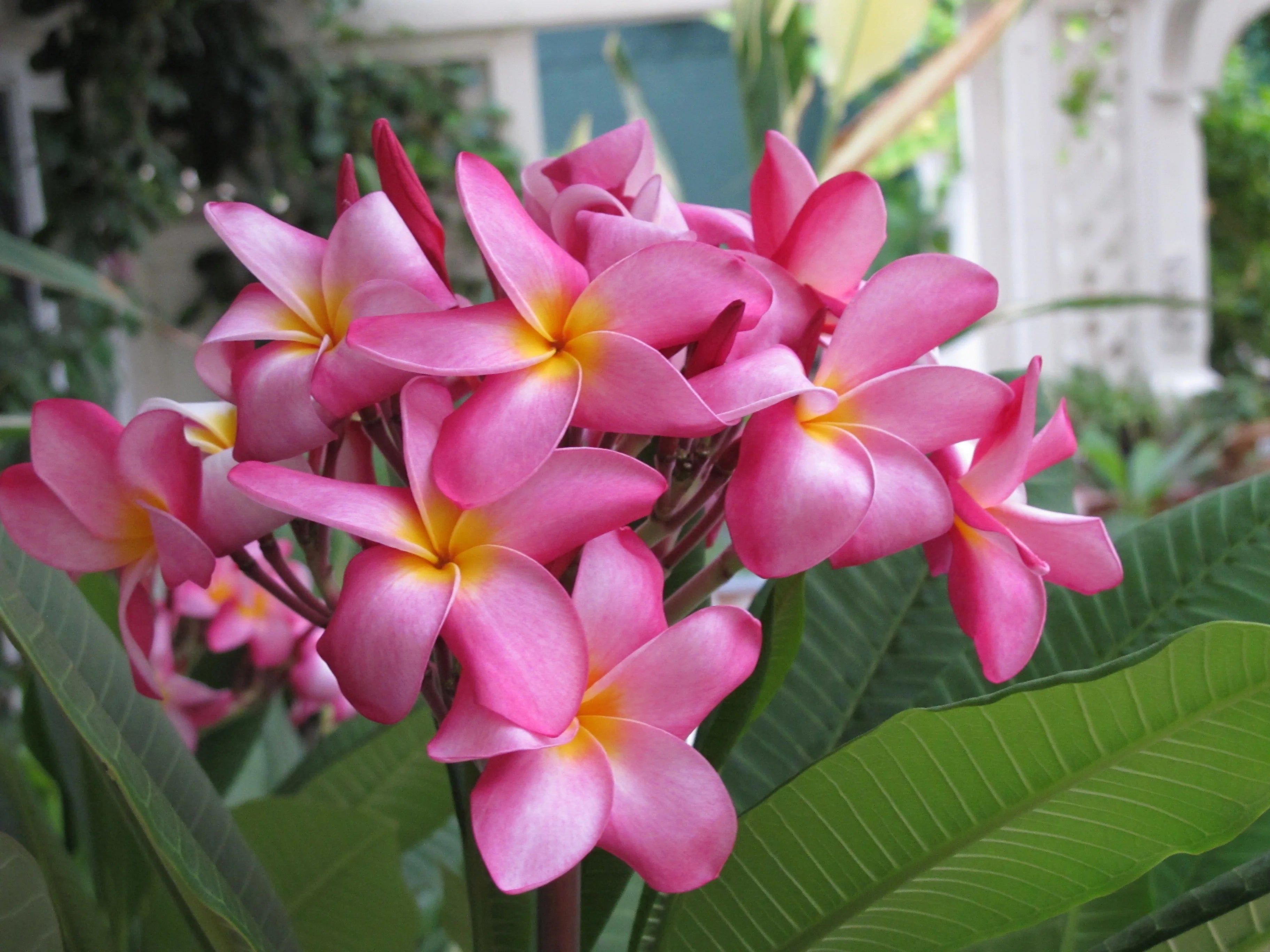 Pink Hawaiian Live Plumeria Frangipani Plant Cutting 9" - 12" Long X234458