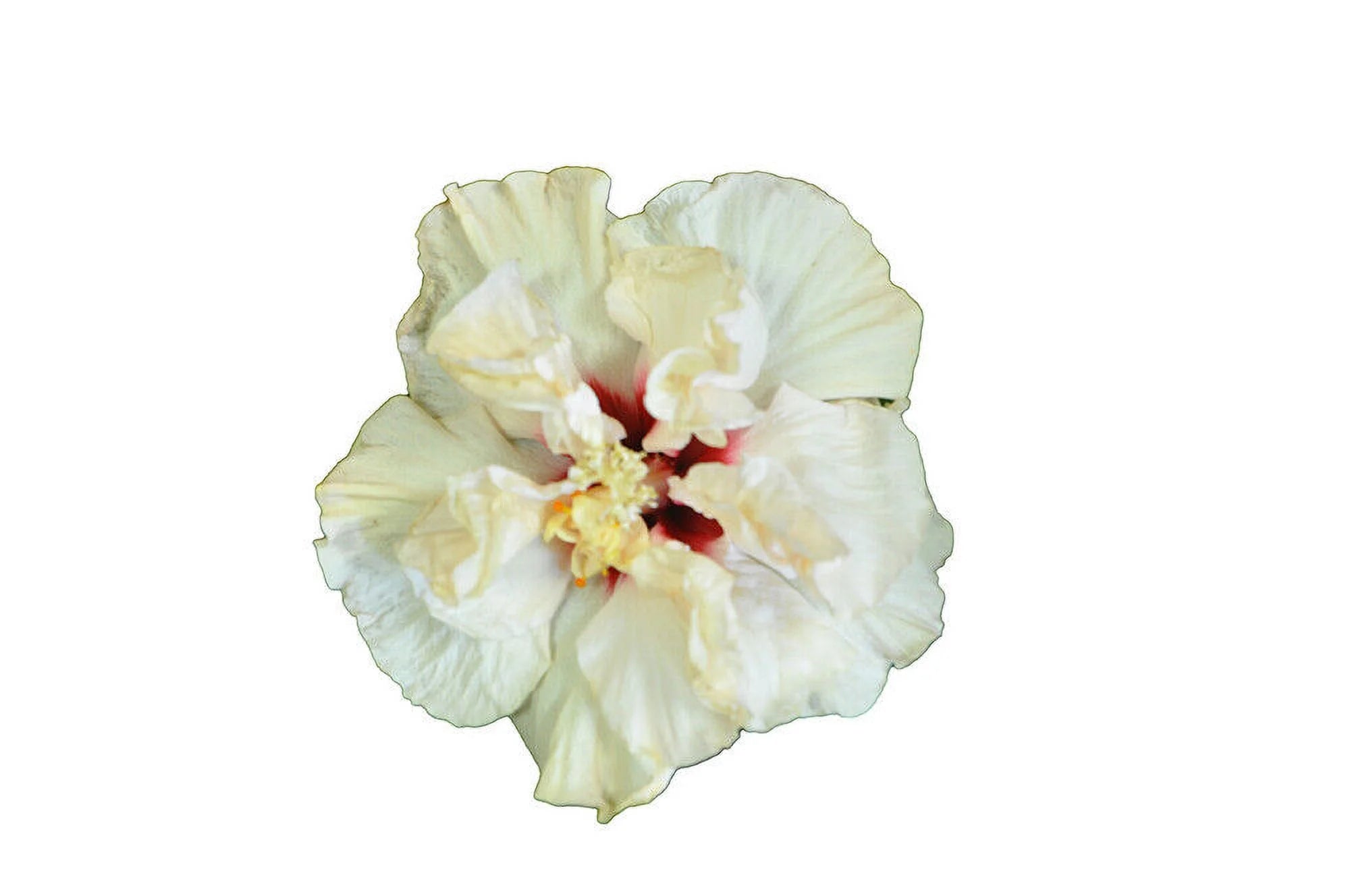 Rooted Tropical Hibiscus Plant T893450