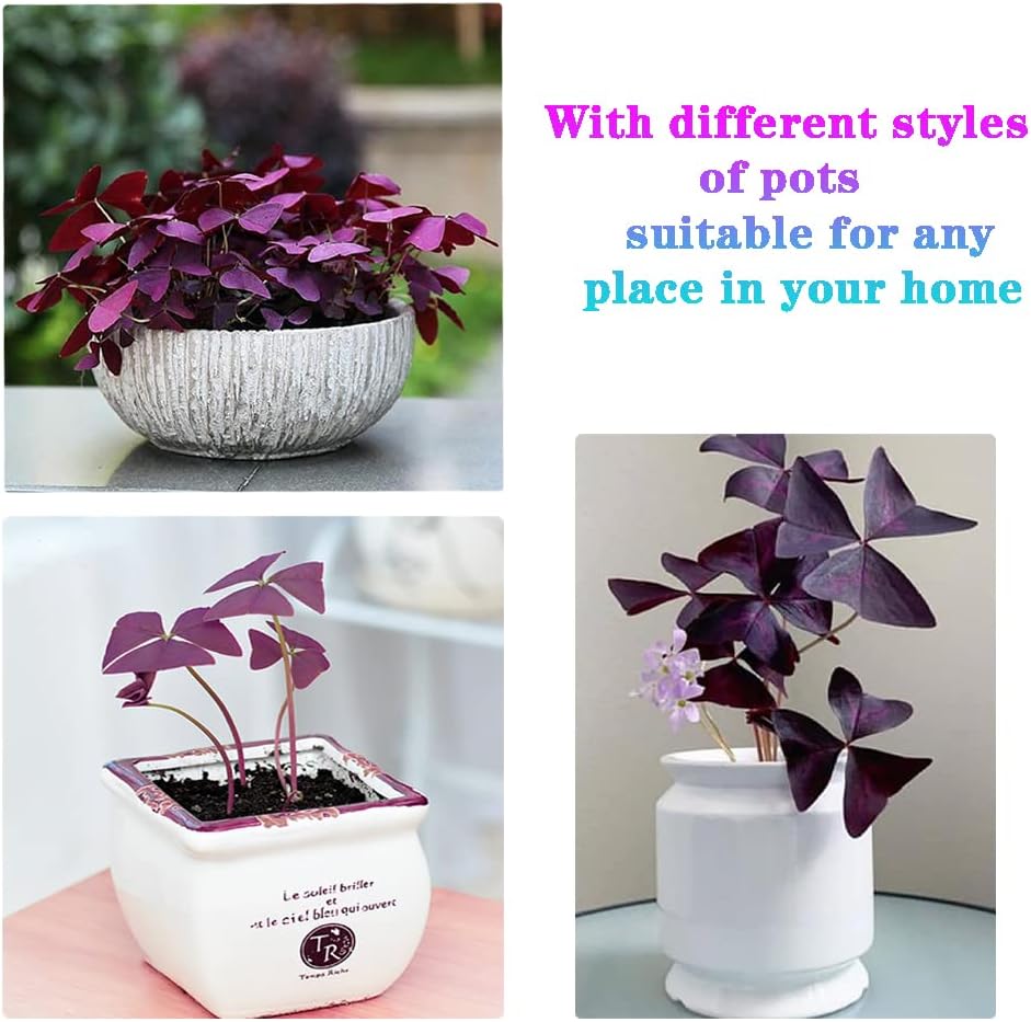 Purple Oxalis Triangularis Bulbs M9738