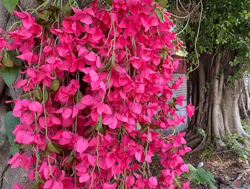 Fuchsia Artificial Silk Hanging Flowers Pack of 2 B35030