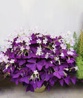 Purple Oxalis Triangularis Bulbs M9738