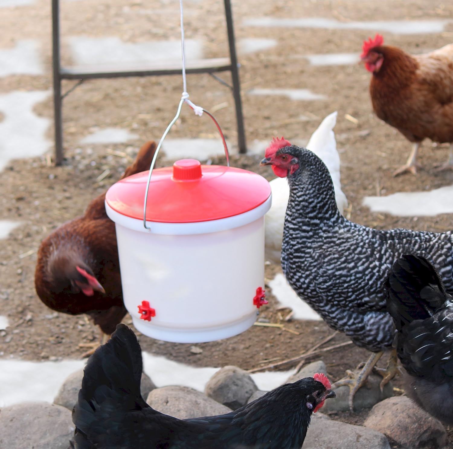 Heated 2 Gallon Poultry Drinker, Green O6783