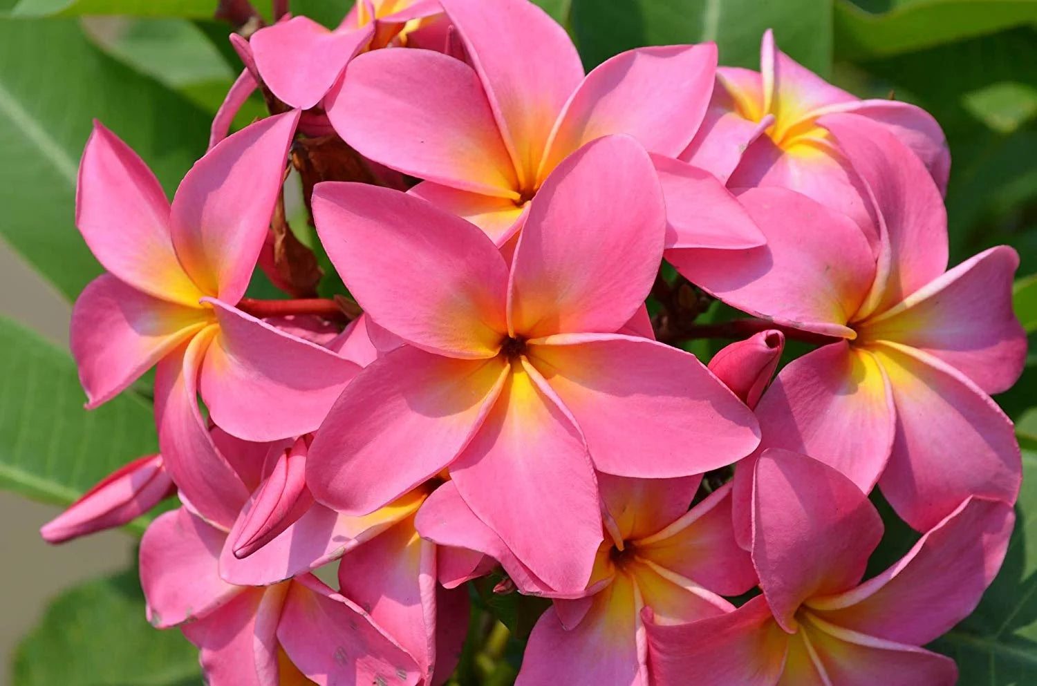 Pink Hawaiian Live Plumeria Frangipani Plant Cutting 9" - 12" Long X234458