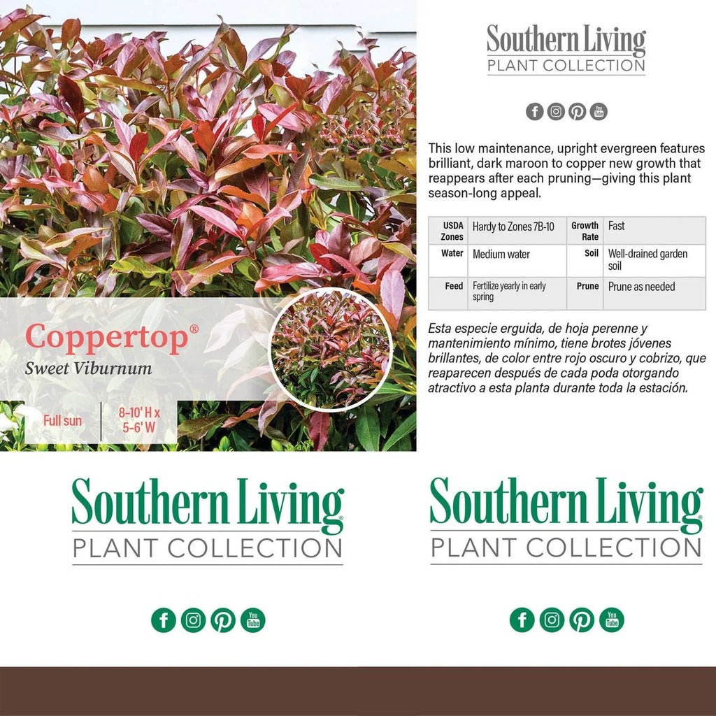 Viburnum Copper Top Live Shrub (2 Gallon) U73259