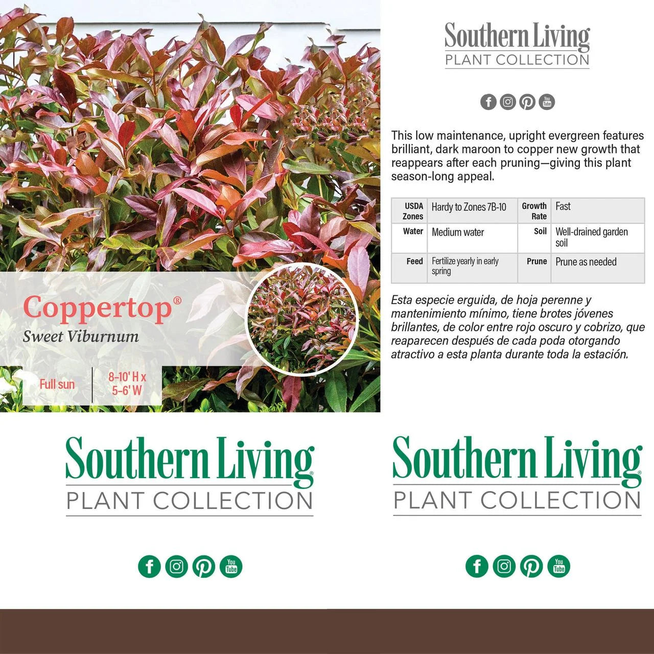 Viburnum Copper Top Live Shrub (2 Gallon) U73259