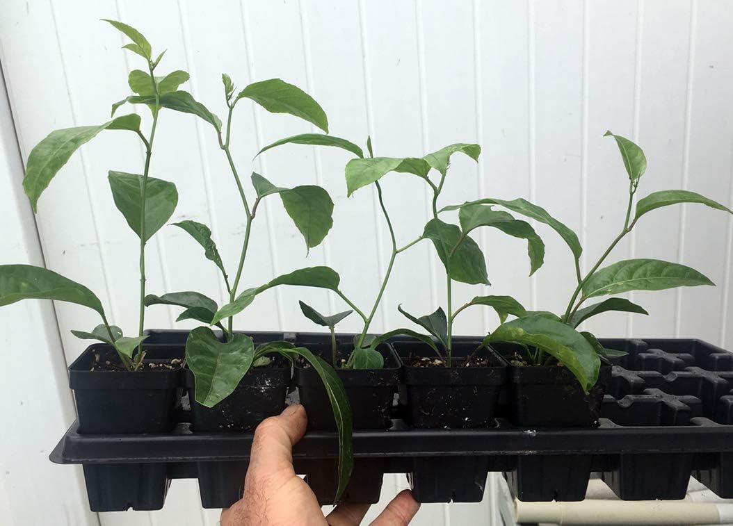 Purple Passion Fruit Vine Live Plant K82993