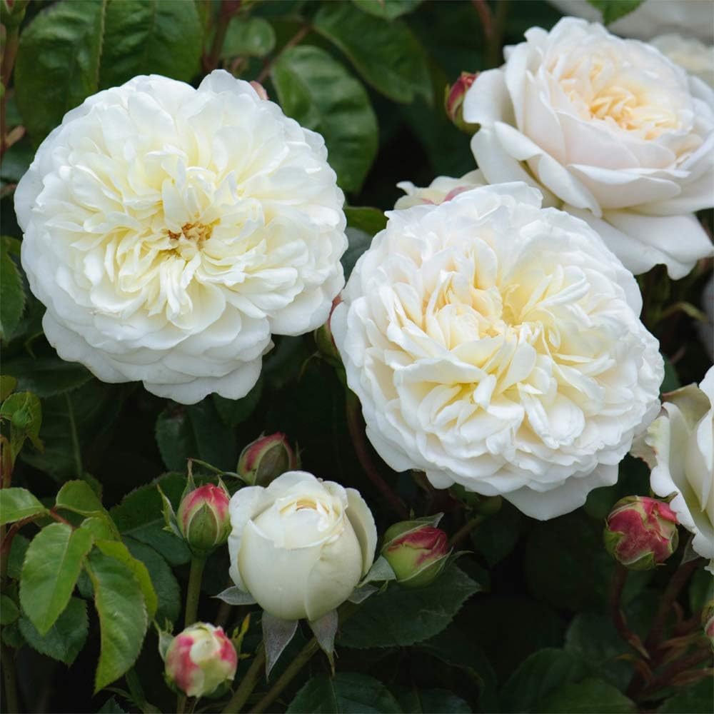 White Rose Bush V6911