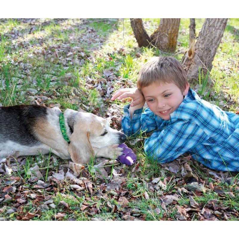 Senior Dog Toy A841571